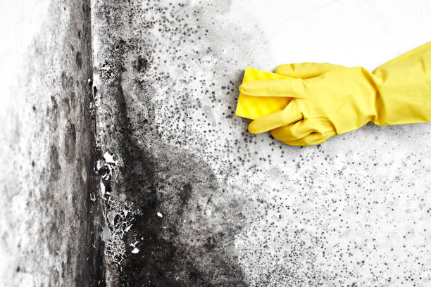 Best Emergency Mold Removal  in Flora, IL