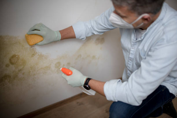 Best Mold Testing  in Flora, IL