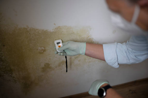 Certified Mold Removal in Flora, IL