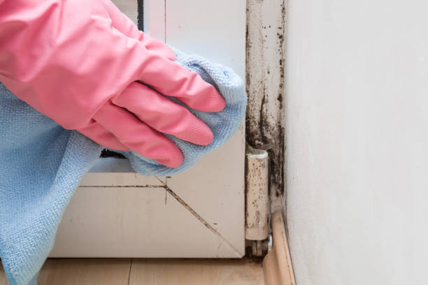 Best Mold Damage Repair  in Flora, IL
