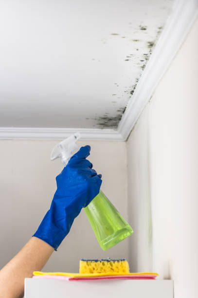 Professional Mold Removal in Flora, IL